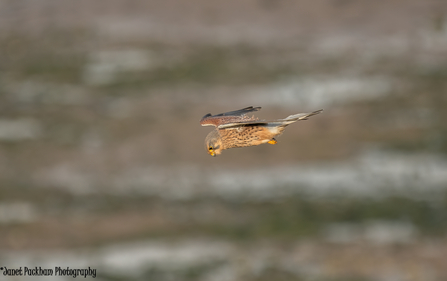 Kestrel by Janet Packham