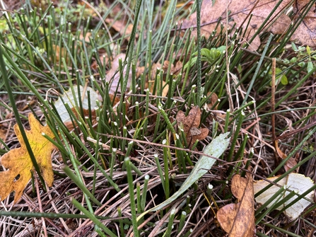 Close up of rush regrowth grazed by cattle in November 2023.