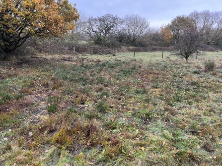 Rush regrowth grazed by cattle in November 2023.