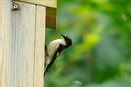Pied flycatcher at nest box by Amy Lewis