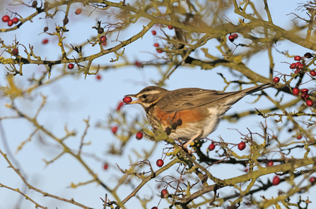 Redwing enjoying berries by Chris Gomersall/2020VISION