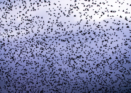 A rare capture of starlings up close