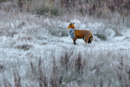 Winter fox