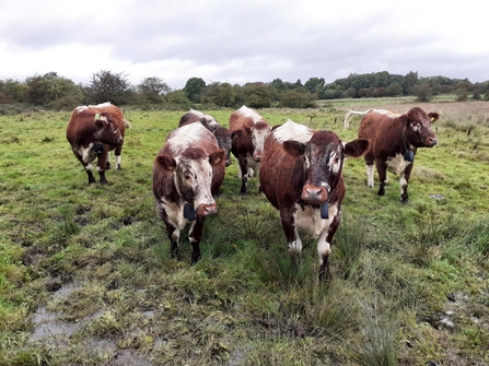 English Longhorn cattle at Cutacre Nature Reserve in September 2023.