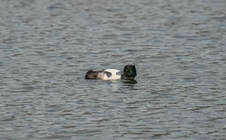 Tufted duck by Janet Packham