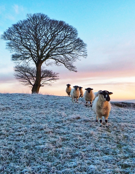 Frosty Landscape with Sheep