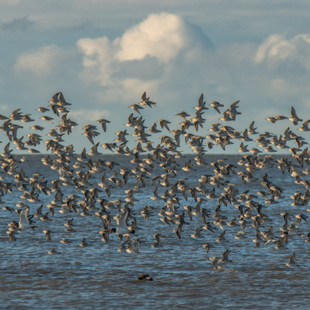 Knots on the move above the sea at Heysham