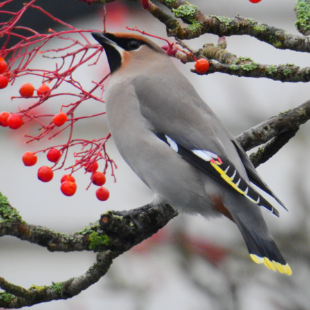 Waxwing feeding on winter berries in burnley town centre
