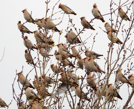 A flock of waxwings sat in a bare tree