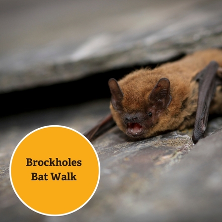 Brockholes Bat Walk 