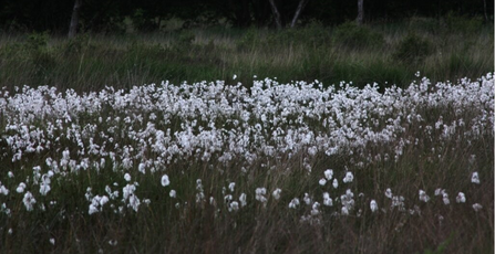 A field of fluffy white headed cotton grass on Astley Moss, Greater Manchester.