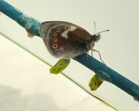 The first large heath butterfly to emerge at Astley Moss when being reintroduced to the peatland reserve.
