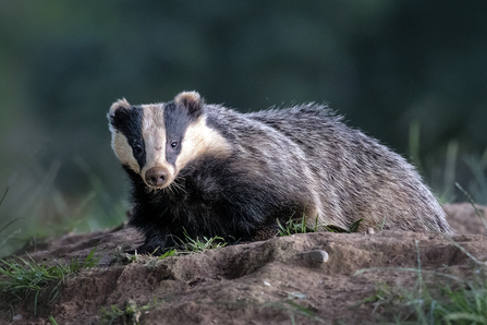 Emerging Badger 