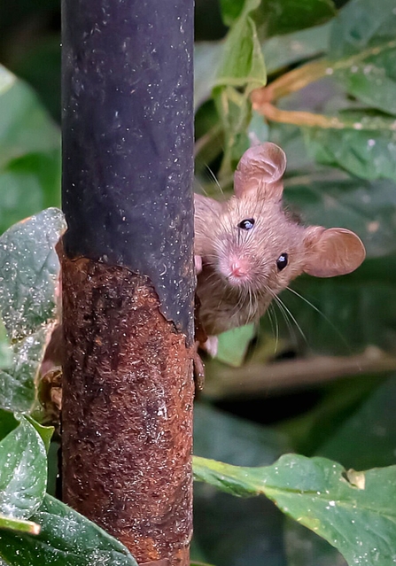 Mouse