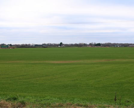 A large field of grass used for turf production in the Chat Moss region.