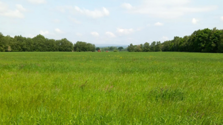 An open field bordered by trees.