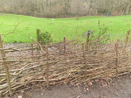 Section of laid hedge