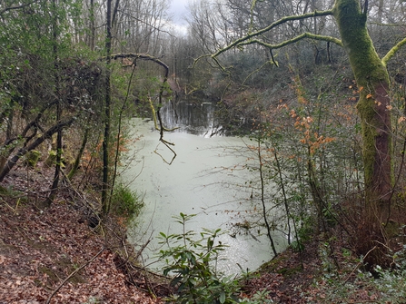 Large pond surrounded by mature trees