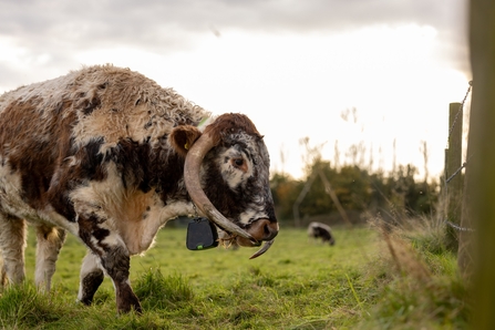 Brockholes longhorn cattle 