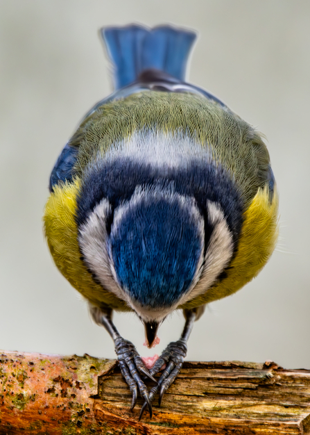 Blue Tit
