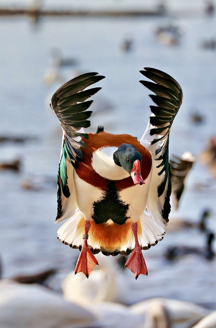 Shelduck