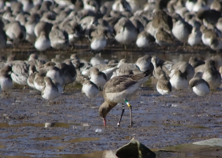 Black-tailed godwit at Seaforth. Photo by Gavin Thomas
