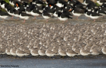 Lots of knots at Heysham. Photo by Janet Packham
