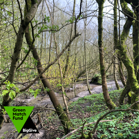 woodland