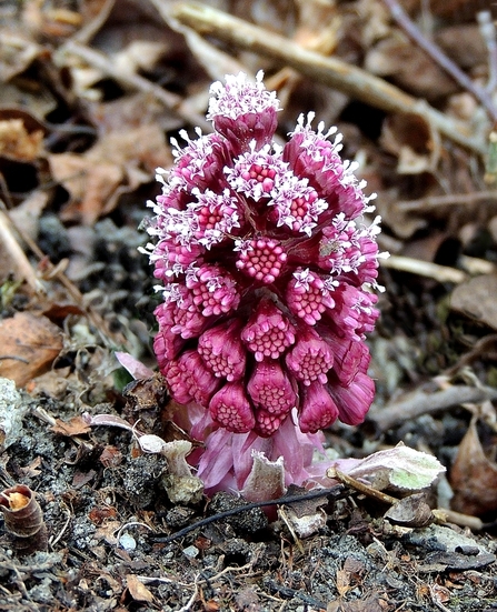 Butterbur by Vernon Hyde