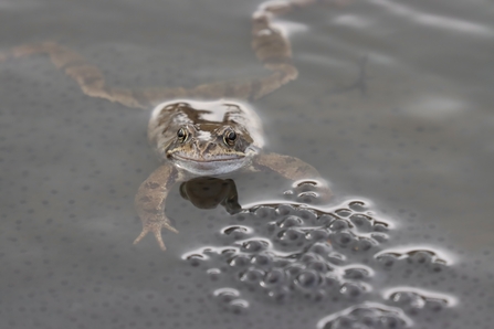 Frog and Frog Spawn