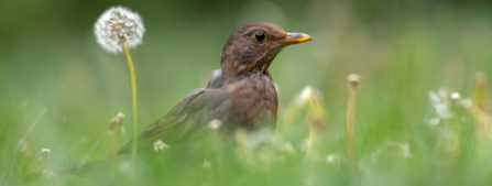 A blackbird sits in a lawn surrounded by dandelions