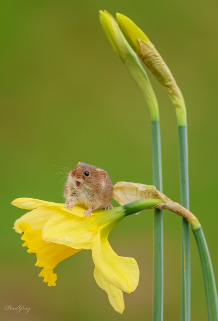 Harvest Mouse 