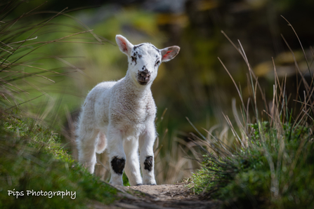 Lamb