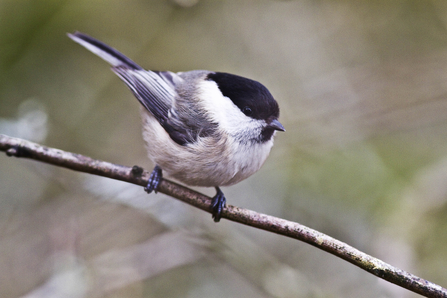 Willow tit. Photo by Harry Hogg