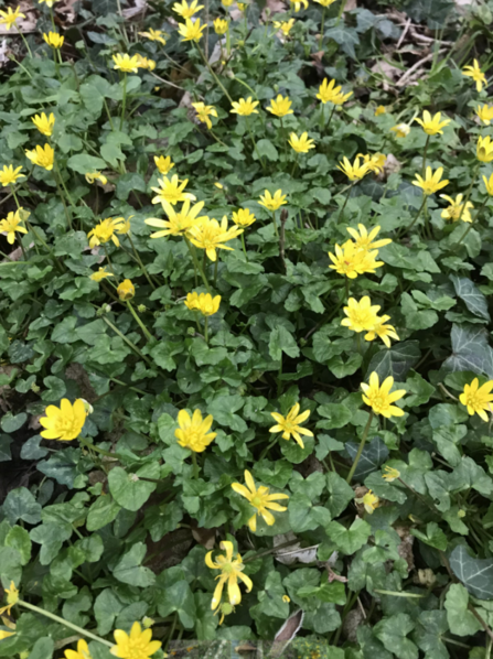 A bank of celandines