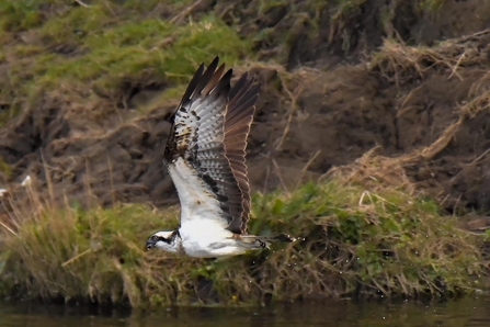 Osprey - Craig Smith