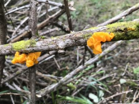 Witch's butter fungi on a branch