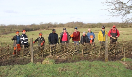 Cutacre Volunteer laying hedgerow
