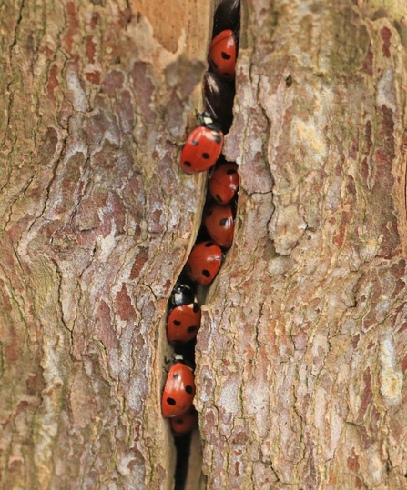 Hibernating Ladybirds 