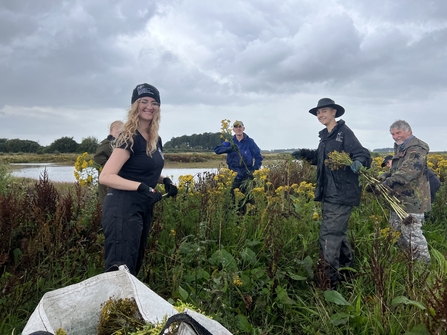 Ragwort pulling at Lunt Meadows