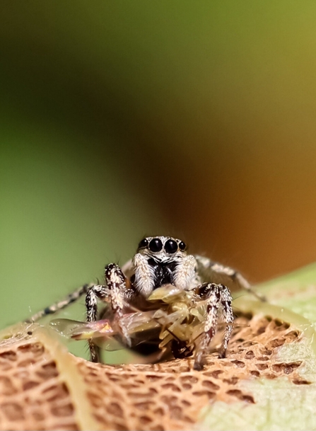 Jumping Spider