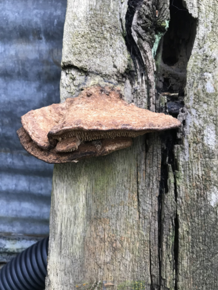 Blushing bracket