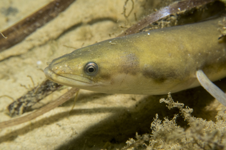 Common Eel by Julie Hatcher