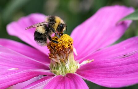 White-tailed bumblebee (Bombus lucorum)