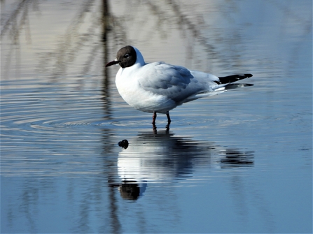 Black headed gull by Dave Steel