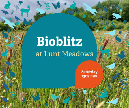 Bioblitz at Lunt Meadows Saturday 13th July 2024