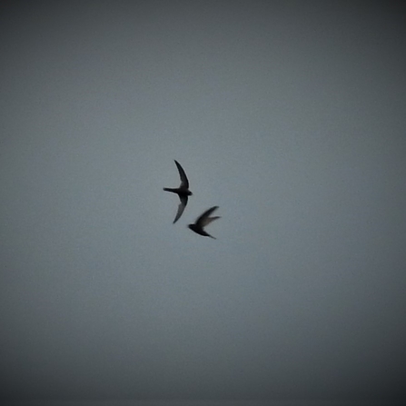 Swift by Dave Steel