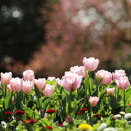 Tulips