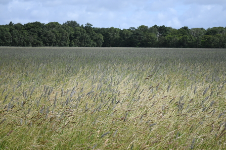 Field with long grass and trees in the background