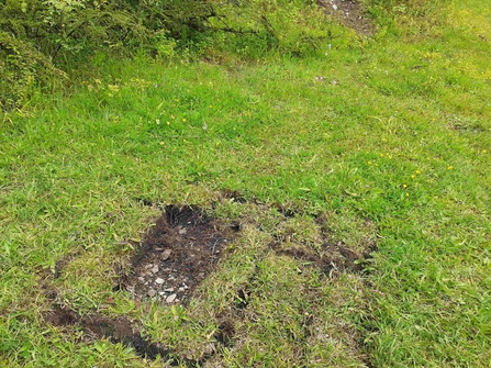 Area of cut wildflower meadow at Cross Hill Quarry